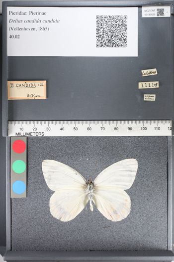 Media type: image;   Entomology 130525